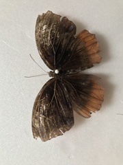 Elymnias hypermnestra