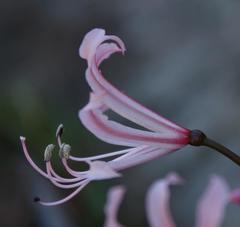 Nerine humilis