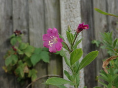 Epilobium hirsutum