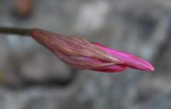 Nerine humilis