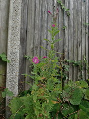Epilobium hirsutum