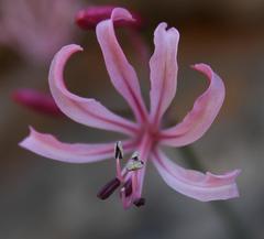 Nerine humilis