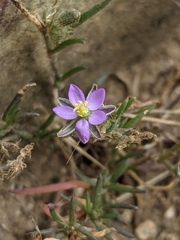 Spergularia bocconei