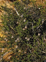 Jamesbrittenia merxmuelleri