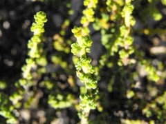 Jamesbrittenia merxmuelleri