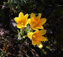 Romulea tortuosa aurea