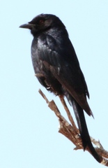 Dicrurus adsimilis apivorus