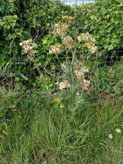Jacobaea × albescens