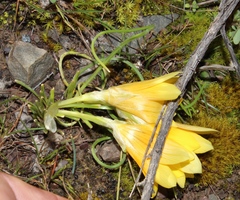 Romulea tortuosa aurea