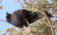 Dicrurus adsimilis apivorus