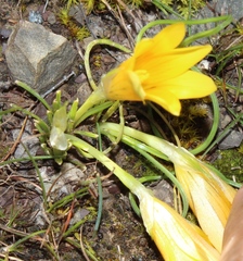 Romulea tortuosa aurea