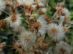 Jacobaea × albescens