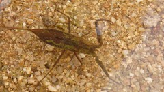 Laccotrephes japonensis