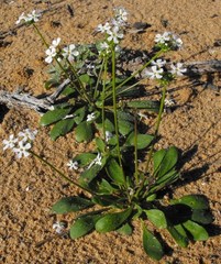 Manulea androsacea