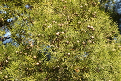 Callitris columellaris