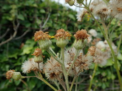 Jacobaea × albescens