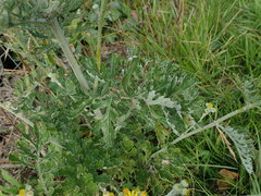 Jacobaea × albescens