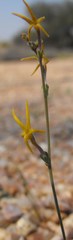 Manulea gariepina