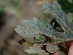 Jacobaea × albescens