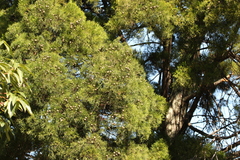 Callitris columellaris