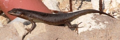 Trachylepis sparsa