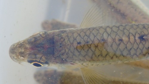 Squalidus japonicus — Cyprinidae — 4