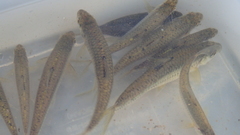 Squalidus japonicus coreanus