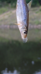 Squalidus japonicus coreanus