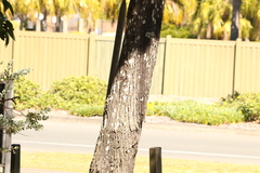 Callitris columellaris