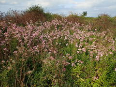 Saponaria officinalis