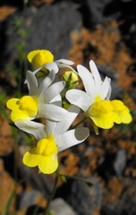 Nemesia anisocarpa
