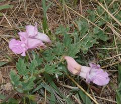 Dicerocaryum senecioides