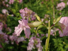 Saponaria officinalis