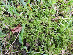 Plagiomnium undulatum