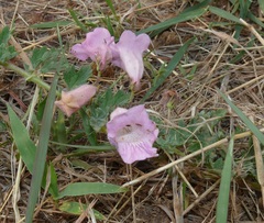 Dicerocaryum senecioides