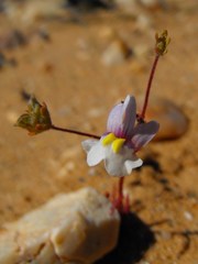 Nemesia gracilis