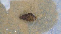 Semisulcospiridae