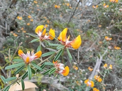 Pultenaea rosmarinifolia