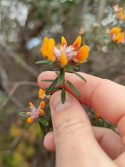 Pultenaea rosmarinifolia