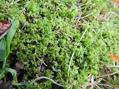 Plagiomnium undulatum