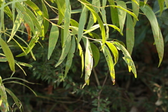 Acacia penninervis