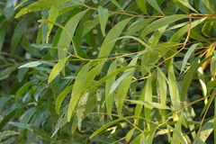 Acacia penninervis