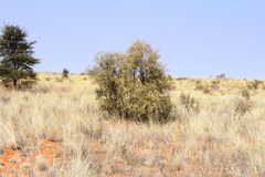 Vachellia haematoxylon