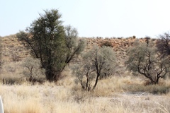 Vachellia haematoxylon