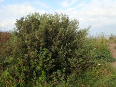 Quercus ilex