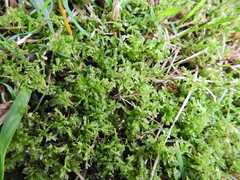 Plagiomnium undulatum