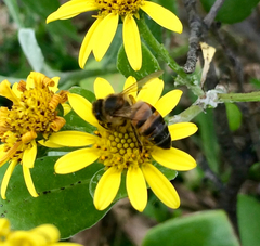 Apis mellifera