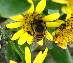 Apis mellifera