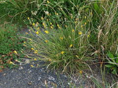 Scorzoneroides autumnalis