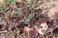 Angiospermae